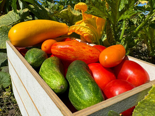Homegrown harvest from sustainable kitchen garden.