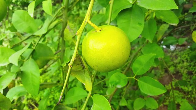 Bergamot orange. Citrus fruits of sour orange bergamot riping on thee close up.green Fruits of Bergamot orange on tree, Citrus bergamia. green