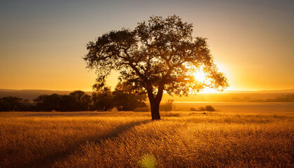 Fototapeta premium a tree basking inside the golden mild of the placing solar