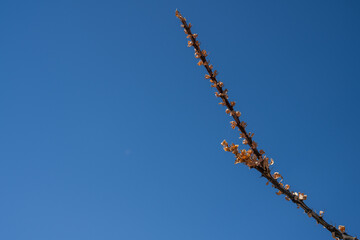 Planta de ocotillo ne el desierto con cielo despejado