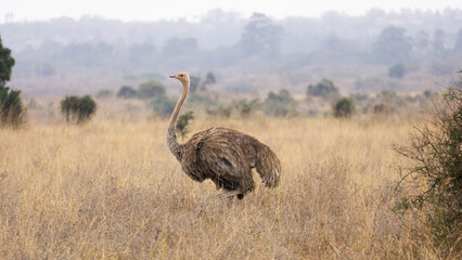 Spotting wild ostrich in Serengeti´s woodland, Tanzania.