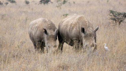 Obraz premium Two rhinos spotted in high grass woodland of savannah in Serengeti, Tanzania. 