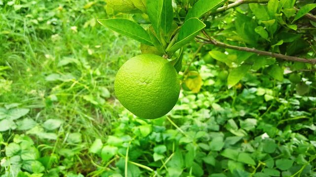 Bergamot orange. Citrus fruits of sour orange bergamot riping on thee close up.green Fruits of Bergamot orange on tree, Citrus bergamia. green