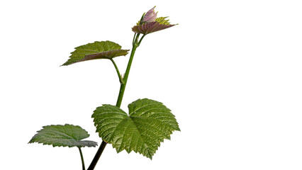 Young sprout of grape vine isolated on a white background.