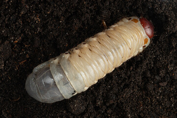 White chafer grub against the background of the soil. Larva of the May beetle. Agricultural pest.