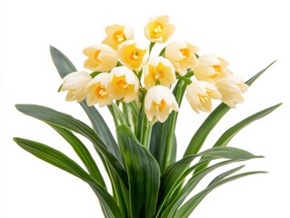 close up of pale yellow flowers with green leaves on a white background