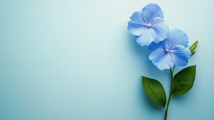 Fototapeta premium Isolated Blue Flower on Minimalist Clean Background for Design Use