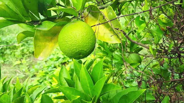 Bergamot orange. Citrus fruits of sour orange bergamot riping on thee close up.green Fruits of Bergamot orange on tree, Citrus bergamia. green