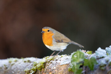 Cute Robin (erithacus rubecula) in winter, standing on a frosty log - Yorkshire, UK in January