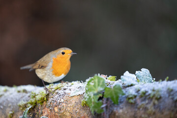 Beautifully lit Robin (erithacus rubecula) in winter, standing on a frost covered log - Yorkshire, UK in January