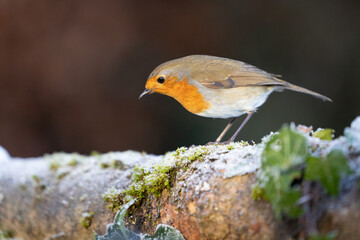 Robin (erithacus rubecula) on frost in winter - Yorkshire, UK in January