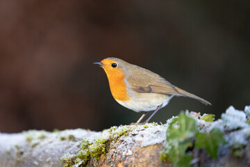 Cute Robin (erithacus rubecula) in winter, standing on a frosty log - Yorkshire, UK in January
