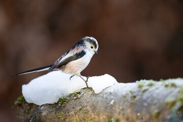 Obraz premium Long-tailed Tit (Aegithalos caudatus) perched on the edge of a snow pile in winter - Yorkshire, UK in January