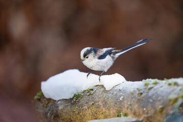 Snowy Long-tailed Tit (Aegithalos caudatus) in winter - Yorkshire, UK in January