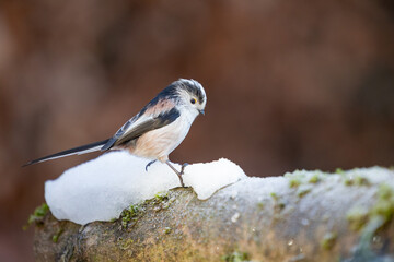 Side view of a snowy Long-tailed Tit (Aegithalos caudatus) in winter - Yorkshire, UK in January