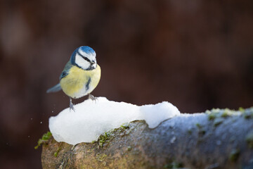 Blue Tit (Cyanistes caeruleus) in Winter. Yorkshire, UK, January