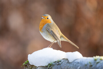 Close up of a Robin (erithacus rubecula) in winter - Yorkshire, UK in January