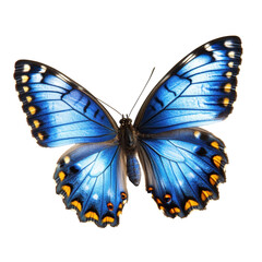 Obraz premium Vibrant Blue Morpho Butterfly: A Close-Up of Nature's Beauty