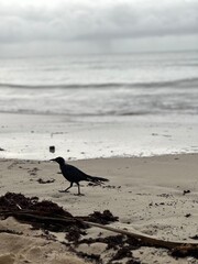 Cuervo - Playa del Carmen, Mexico.