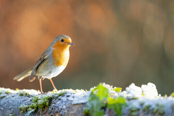 Handsome Robin (erithacus rubecula) in winter - Yorkshire, UK in January