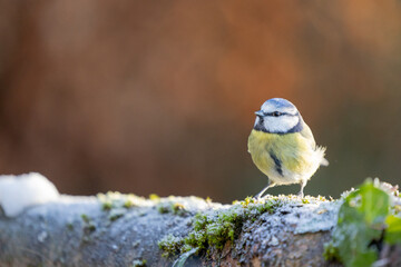 Blue Tit (Cyanistes caeruleus) on a frosty log in Winter sunshine. Yorkshire, UK, January