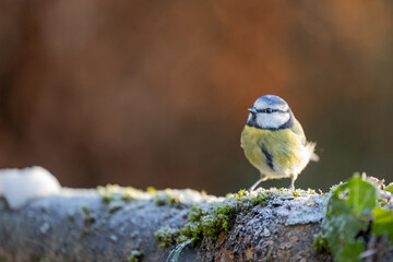 Sunlit Blue Tit (Cyanistes caeruleus) in Winter. Yorkshire, UK, January