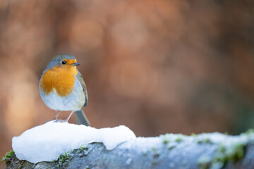 Lovely Robin (erithacus rubecula) in winter with dappled light in the background - Yorkshire, UK in January