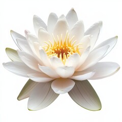 close up of a white water lily