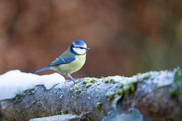Obraz premium Winter Blue Tit (Cyanistes caeruleus) on a cold morning. Yorkshire, UK, January