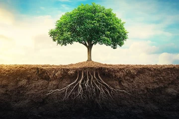 Fototapete Rund Cross section of ground showing roots of tree growing underground and lush green crown reaching for the sky © Michael