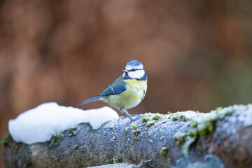 Blue Tit (Cyanistes caeruleus) in Winter. Yorkshire, UK, January