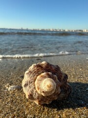 shell on the beach