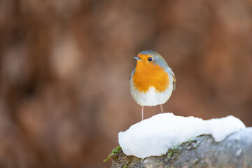 Robin (erithacus rubecula) in winter - Yorkshire, UK in January