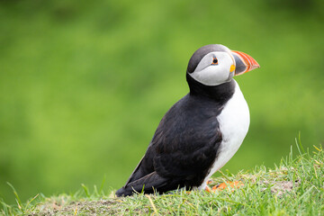 Puffin, pulcinella di mare, sull'isola di Mykines, isole Far Oer