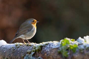 Beautifully lit Robin (erithacus rubecula) in winter - Yorkshire, UK in January