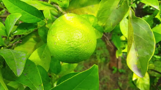 Bergamot orange. Citrus fruits of sour orange bergamot riping on thee close up.green Fruits of Bergamot orange on tree, Citrus bergamia. green