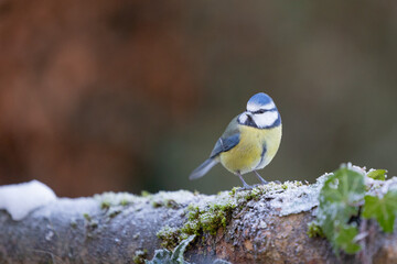Blue Tit (Cyanistes caeruleus) in Winter. Yorkshire, UK, January