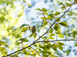 A The Azure Tit , or Green Tit , or Blue Tit ( Latin-Cyanistes caeruleus ) sits on a blooming...