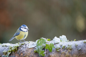 Frosty shot of a Blue Tit (Cyanistes caeruleus) in Winter. Yorkshire, UK, January