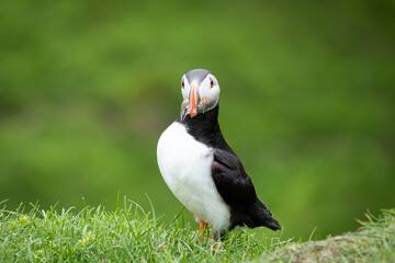 Puffin, pulcinella di mare, sull'isola di Mykines, isole Far Oer