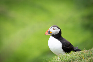 Puffin, pulcinella di mare, sull'isola di Mykines, isole Far Oer