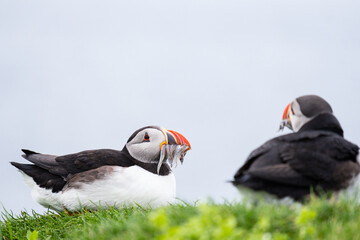 Puffin, pulcinella di mare, sull'isola di Mykines, isole Far Oer