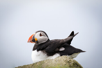 Puffin, pulcinella di mare, sull'isola di Mykines, isole Far Oer