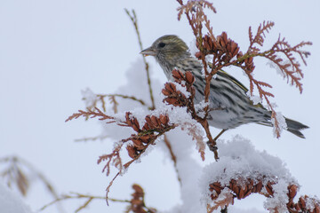 Eurasian Siskin on the cedar