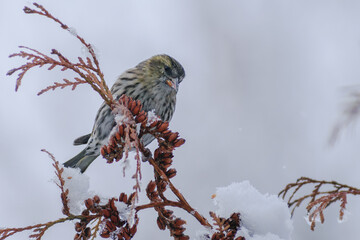 Eurasian Siskin in the winter park