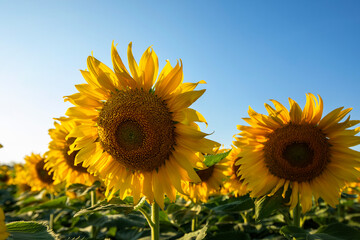 Obraz premium Agricultural field with yellow sunflowers .Sunflower field.Gold sunset. Sunflower closeup.Agrarian industry. Photo of cultivation land.