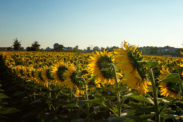 Obraz premium Agricultural field with yellow sunflowers .Sunflower field.Gold sunset. Sunflower closeup.Agrarian industry. Photo of cultivation land.