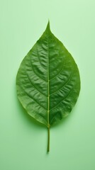 Fototapeta premium Intricate Green Leaf Close-Up Against Pastel Green Background