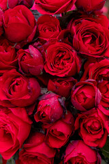 Many red roses together. Red background

