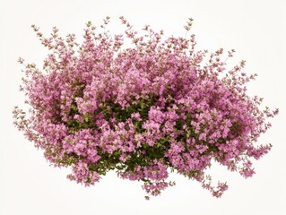 close up of a flowering plant with pink flowers on a white background
